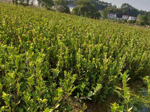 西藏油茶苗|杯苗價(jià)格多少錢