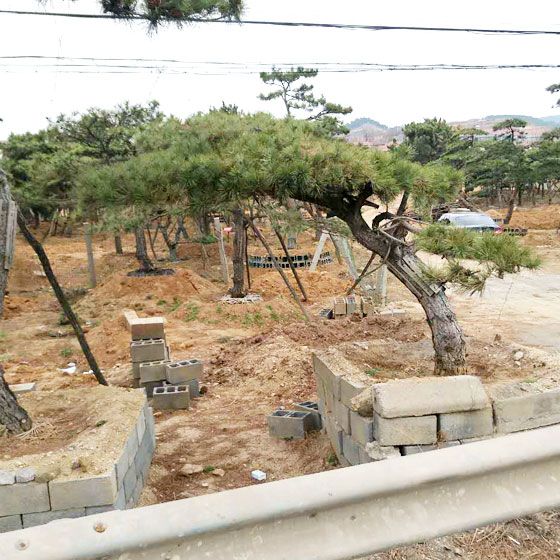 泰山平頂松多少錢一棵，優(yōu)惠的泰山平頂松出售