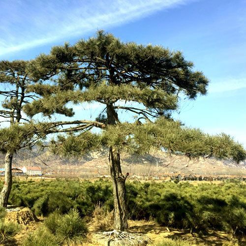 專注造型油松批發(fā)-山東造型油松