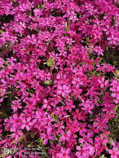 沁人心脾【芝櫻花花苗 芝櫻花種植基地 芝櫻花小苗】