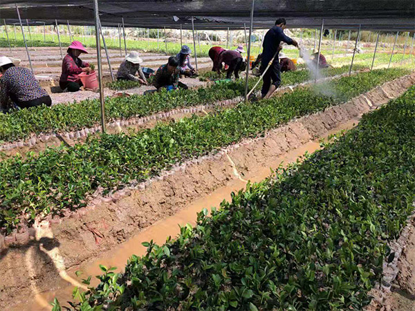 浙江油茶苗批發(fā)_超值的景逸源一年生杯苗優(yōu)選景逸源園