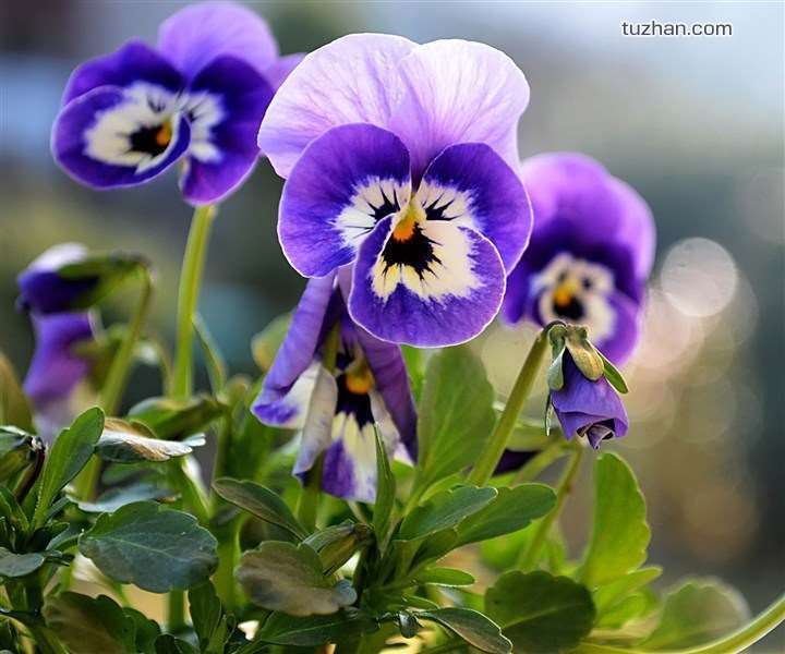 《鏡花水月》三色堇求購_三色堇供應(yīng)_三色堇行情